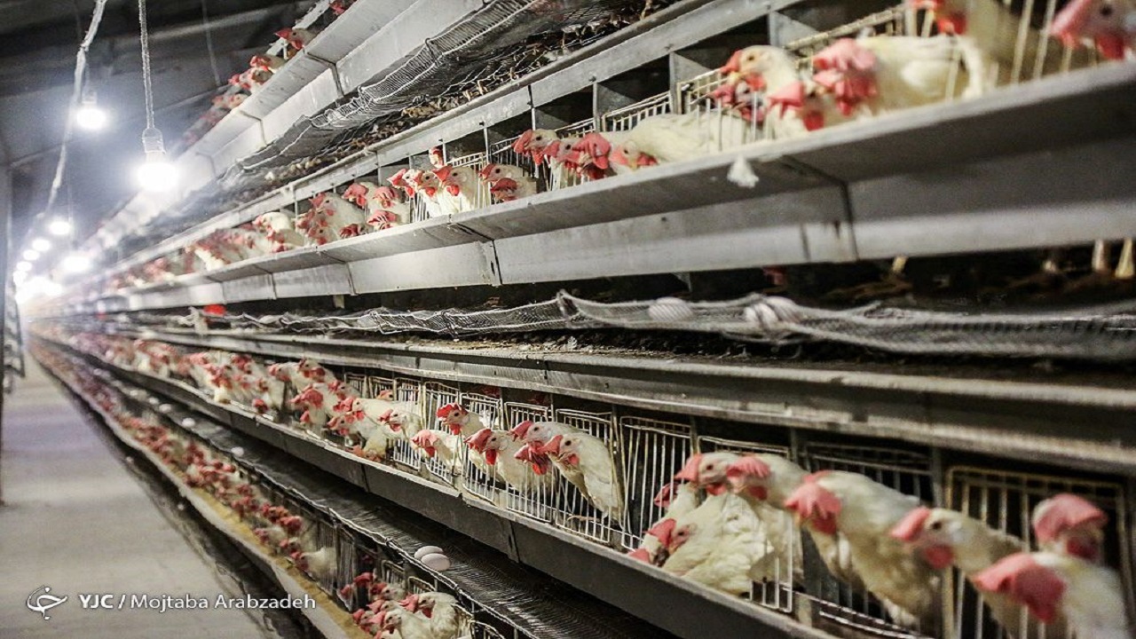بازار سیاه مرغ با تامین ۱۰۰ درصدی نهاده از بین می‌رود/نرخ هر کیلو مرغ ۲۵ هزار تومان
