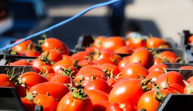 نرخ گوجه فرنگی و پیاز شکست/ قیمت تا ۹ هزار تومان می‌رسد