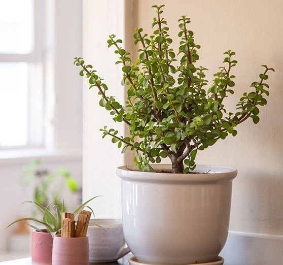راز نگهداری گیاهان آپارتمانی برگ کوچک چیست؟
