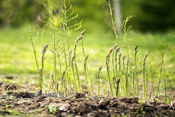 برداشت گیاهان بوته‌ای مقاوم با بهره‌مندی از فناوری بذر هیبری