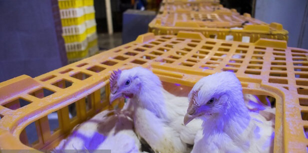 نفوذ فناوری به حوزه امنیت غذایی و توسعه مرغ لاین
