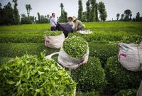 فدراسیون واردات ایران خواستار رسیدگی به مشکلات ثبت سفارش چای شد