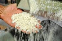 کشور فقط به یک میلیون تن برنج وارداتی نیاز دارد