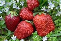 مصرف روزانه توت فرنگی موجب بهبود سلامت مغز و قلب می شود