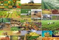 اجرای ۲۷۰۰ پروژه تحقیقاتی در حوزه کشاورزی و منابع طبیعی