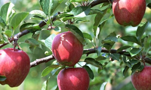 کشت پایه رویشی در باغ‌های سیب جایگزین پایه بذری می‌شود