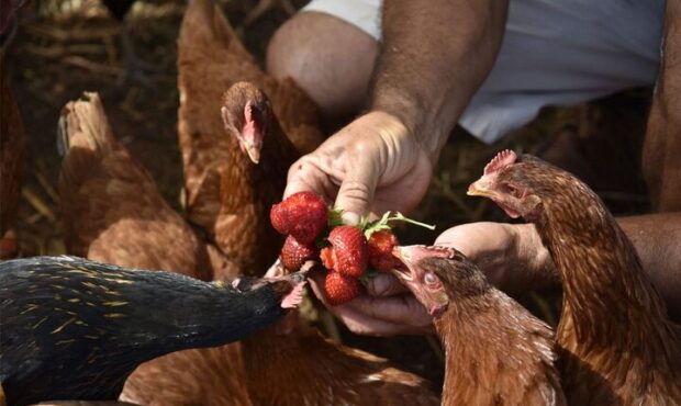 پر مرغ انرژی پاک تولید می کند