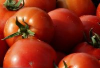 کاهش عوارض گوجه فرنگی از ۳۰ درصد به ۱۰ درصد