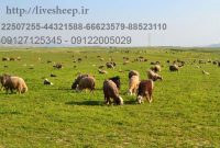 روش های فروش گوسفند زنده (۰ تا ۱۰۰)