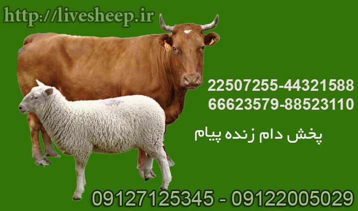 روش های فروش گوسفند زنده (0 تا 100)
