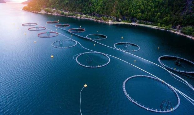 ایجاد زنجیره ارزش تولید ماهی در قفس در آب‌های شمال کشور