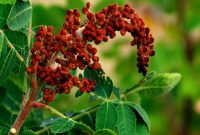 سماق؛ ادویه‌ای خوش‌طعم با چاشنی سلامت!