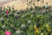 پیدا و پنهان کشت خشخاش برای تولید داروهای حیاتی