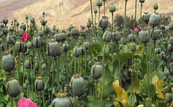 پیدا و پنهان کشت خشخاش برای تولید داروهای حیاتی