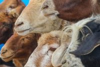 سالانه ۱۸ میلیون تن محصولات دامی در کشور تولید میشود سالانه ۱۸ میلیون تن محصولات دامی در کشور تولید میشود