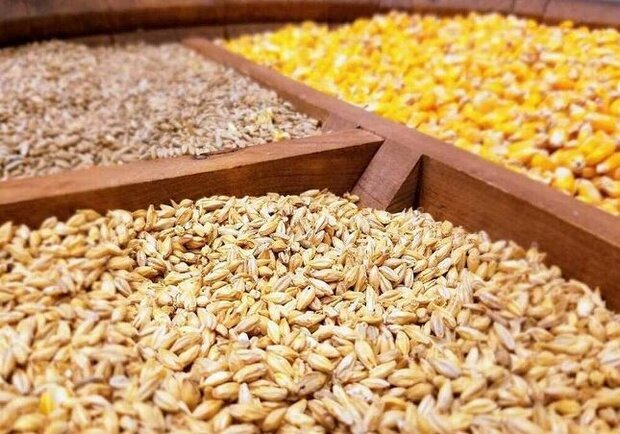 بحران نهاده‌های دامی و سکوت دولت در برابر انحصارگران