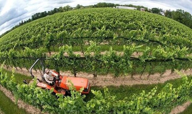 الگوی کشت لحظه‌ای رصد می‌شود