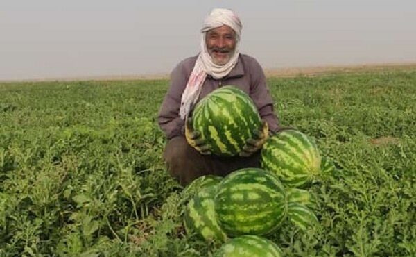 اوج‌گیری برداشت هندوانه پاییزه در جاسک