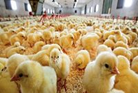 تولید جوجه یکروزه در کشور با کمبود مواجه نیست